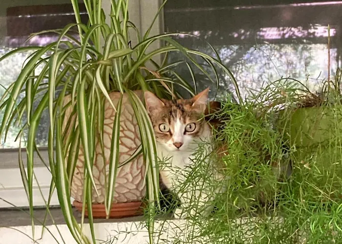 Vendégház Casa Di Rosa 3*