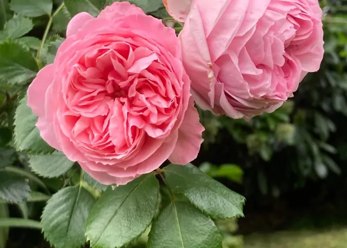 Casa Di Rosa Vendégház 3*