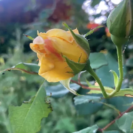 Pensión Casa Di Rosa Patrimonio