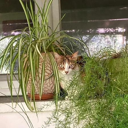 Pensión Casa Di Rosa 3*