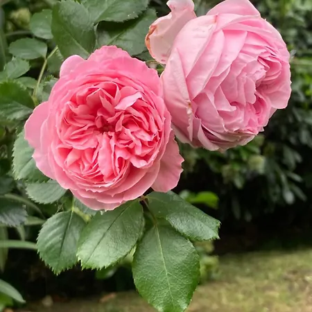 Casa Di Rosa Gasthof *
