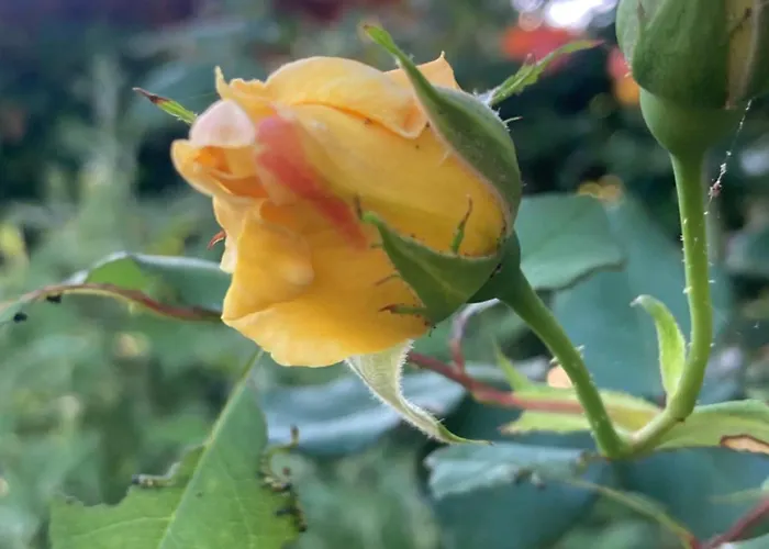 Guest house Casa Di Rosa Patrimonio